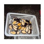 Low Price Seafood Shellfish Frozen Half Shell Mussel