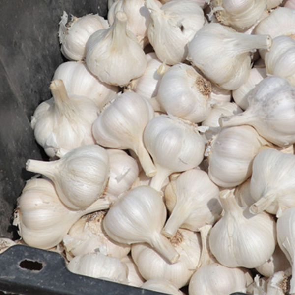 Best Selling Lowest Prices Natural Food Grade 100% Organic Dehydrated Garlic Manufacture