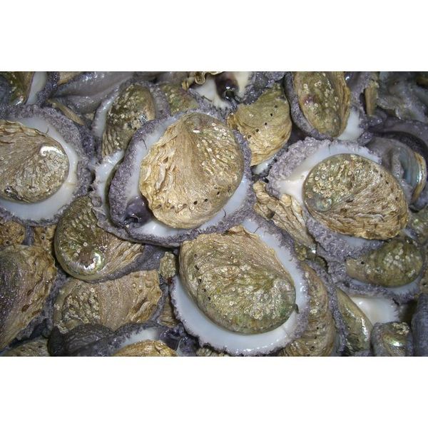 Shellfish