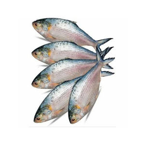 Latest Fashion Wholesale Fresh Seafood Frozen Hilsa Fish Oman 4/6